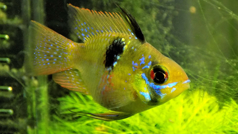 水族馆黄色鱼