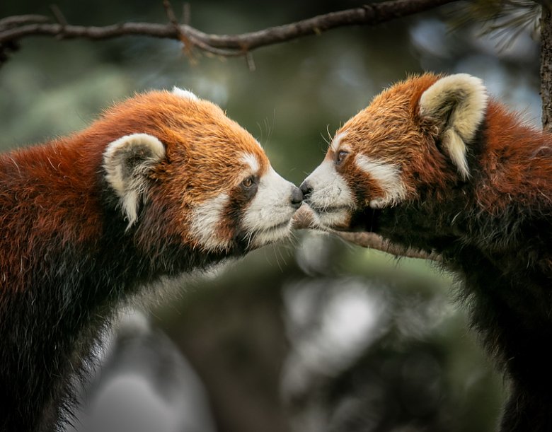 小熊猫亲吻
