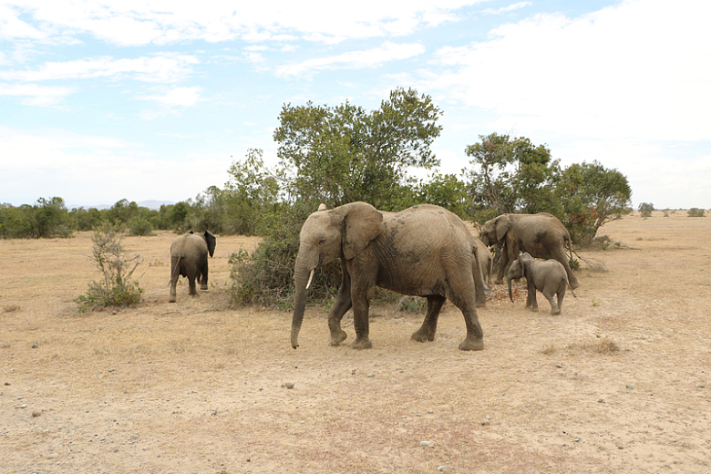 非洲野生大象群