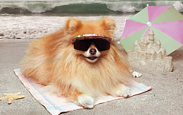 可爱博美犬造型