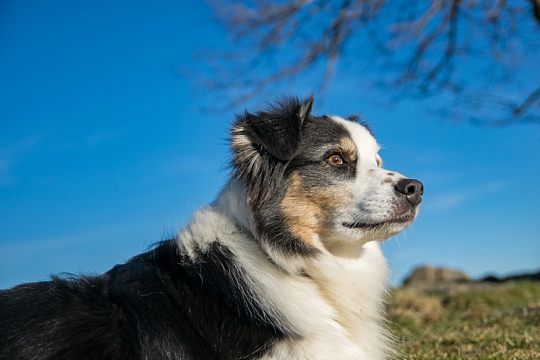 纯种澳洲牧羊犬
