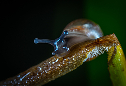 蜗牛昆虫写真