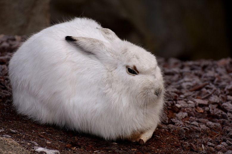 大白兔子