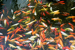 池塘观赏锦鲤