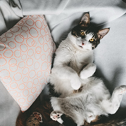 撒娇花猫