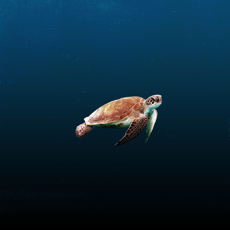 大海乌龟摄影素材