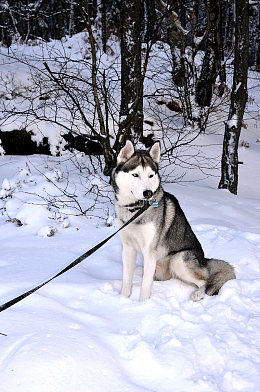 呆萌哈士奇雪橇犬