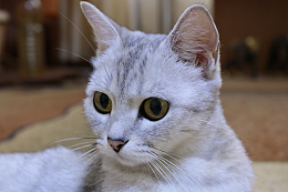 可爱白色短毛猫