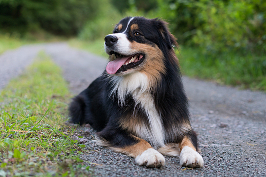 黑色澳大利亚牧羊犬