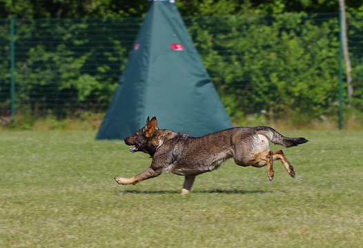 勇猛德国牧羊犬