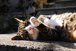 可爱呆萌小猫