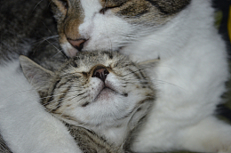 依偎沉睡的小猫
