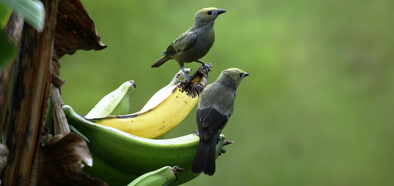 香蕉上的情侣小鸟