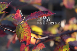 相亲相爱灰鸽子