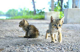 两只小猫崽