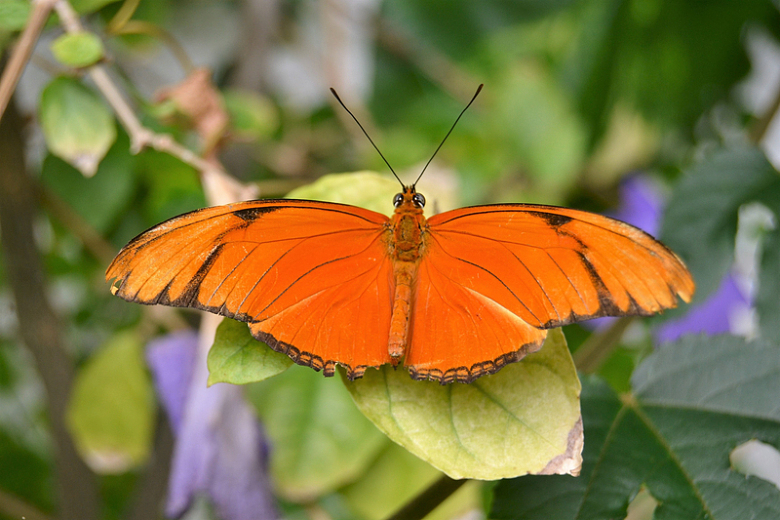 橙色蝴蝶