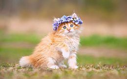 小清新可爱萌猫