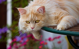 超萌可爱波斯猫