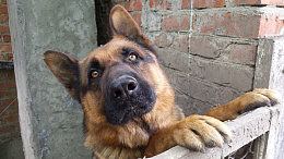 德国牧羊犬头像