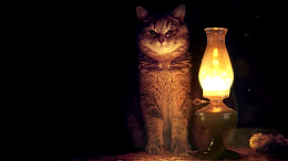 可爱宠物猫写真