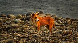 小型中华田园犬