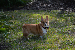 短腿柯基犬