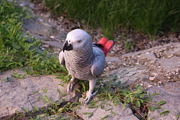 非洲灰鹦鹉