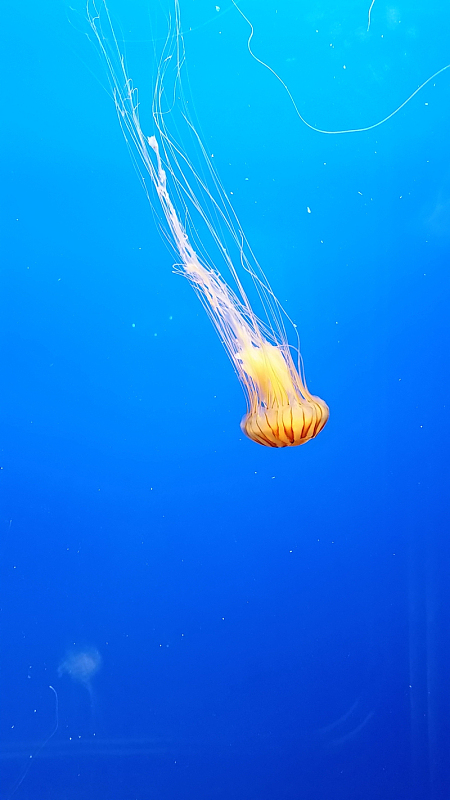 太平洋海刺水母