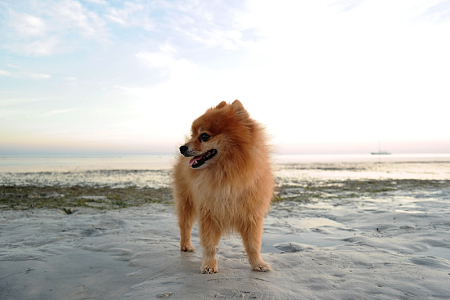 迷你博美犬