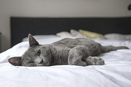 慵懒小猫