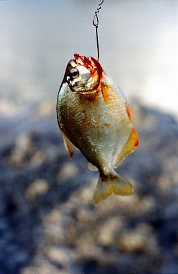 血腥食人鱼
