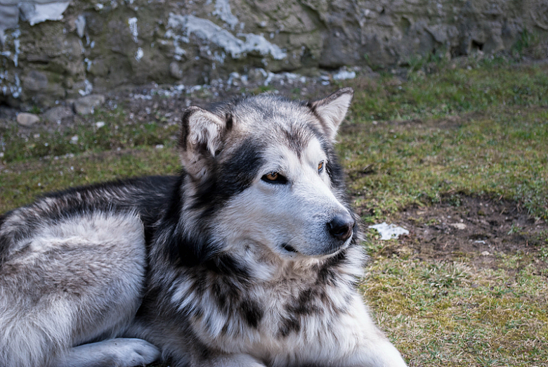 阿拉斯加雪橇犬成犬