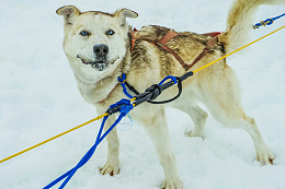 成年雪橇犬