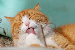 卖萌小猫