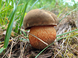 荒野野生牛肝菌蘑菇摄影