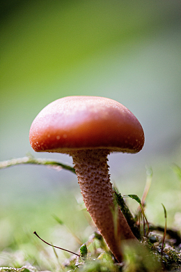 红色野生真菌蘑菇