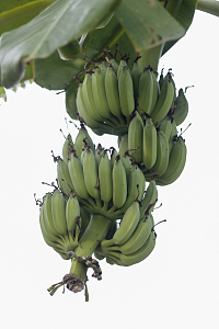 长在树上的绿色香蕉串