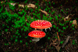 红色野生小蘑菇
