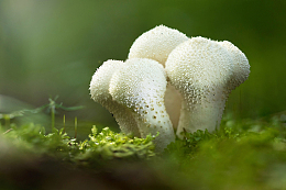 绿色苔藓白色蘑菇群