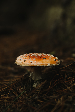 野生大蘑菇