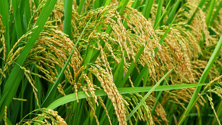 水稻谷物成熟