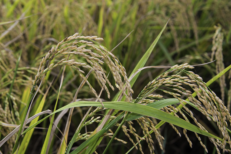 成熟水稻稻穗特写