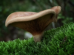 大朵野生菌菇