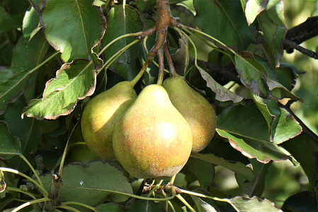 香梨成熟