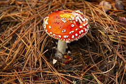 野生飞木耳毒蘑菇