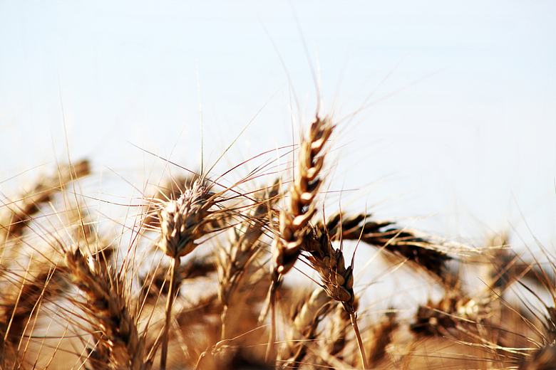 小麦成熟背景摄影