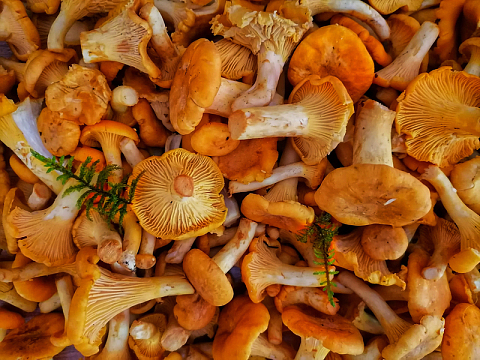 食用营养蘑菇