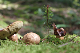 野生草地蘑菇