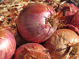 成熟红洋葱