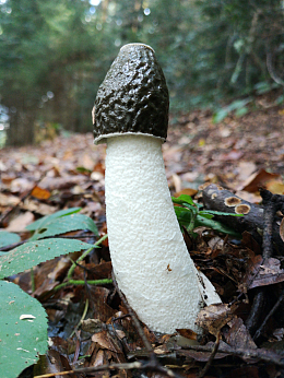 有毒野生蘑菇